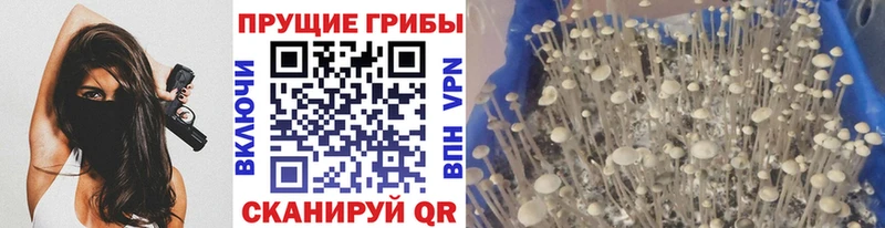 Галлюциногенные грибы Magic Shrooms  купить  сайты  Красный Холм 